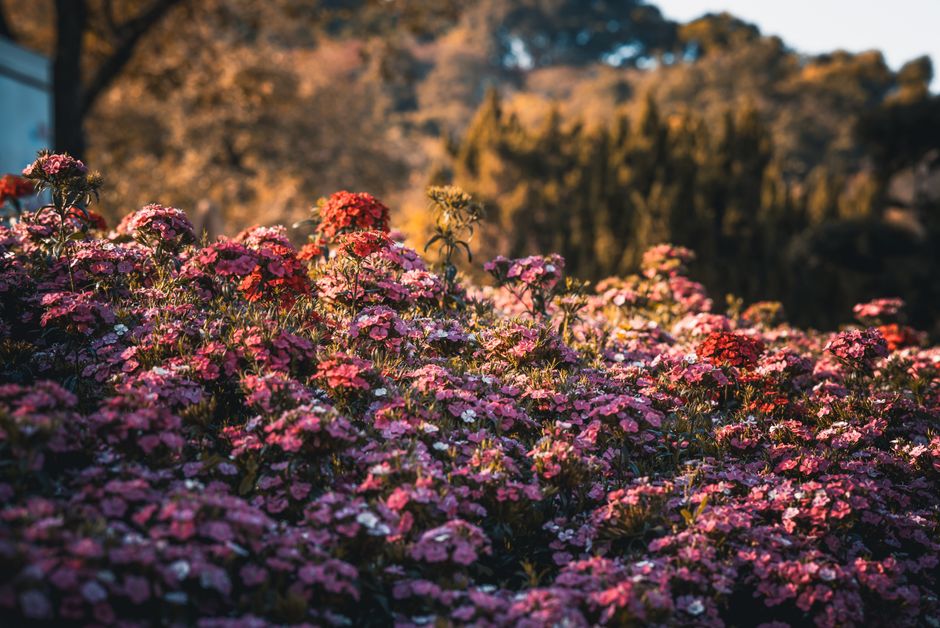 Herfstige lavendel onder gouden herfstbladeren. Herfstige lavendel onder gouden herfstbladeren.