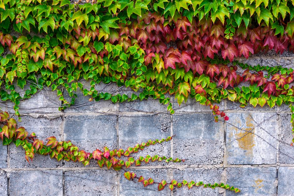 Natuurlijke herfsttinten op milieuvriendelijke wandpanelen. Natuurlijke herfsttinten op milieuvriendelijke wandpanelen.